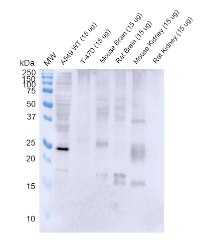 WB - RAB3D Antibody ASM10703