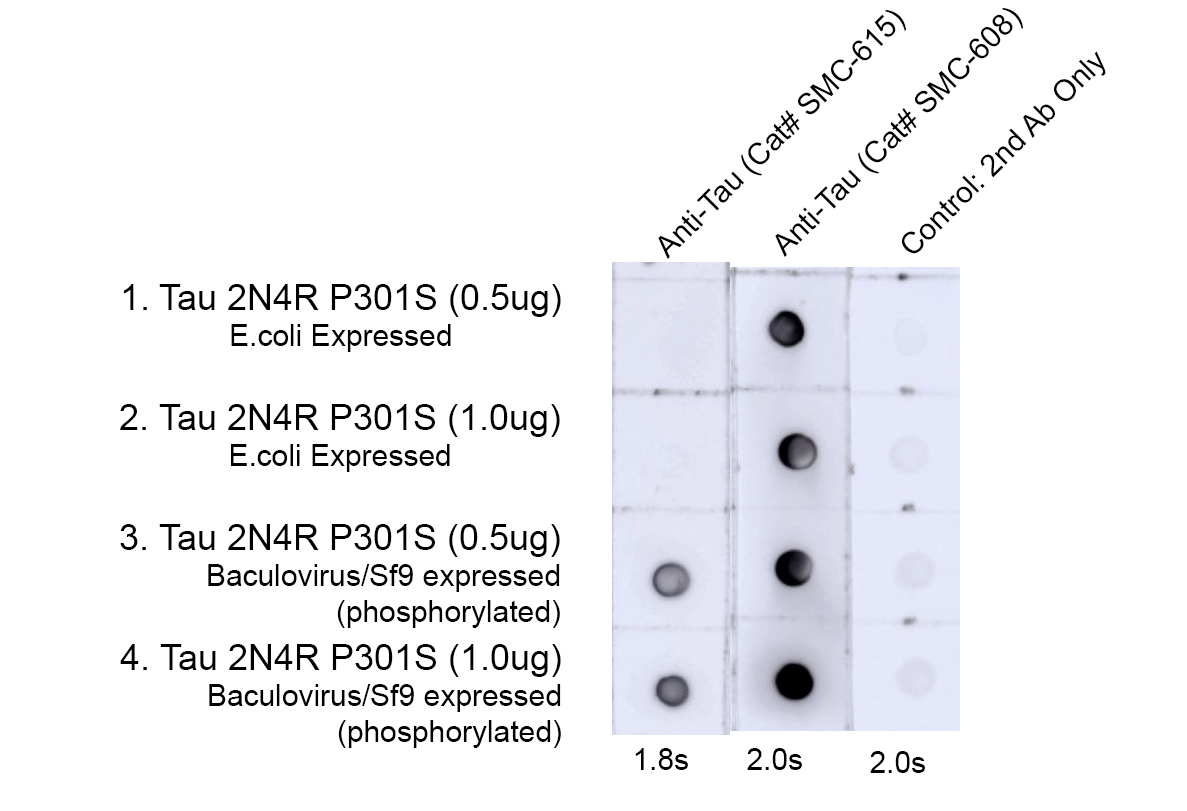 DB - Tau Antibody (pThr217) ASM10704