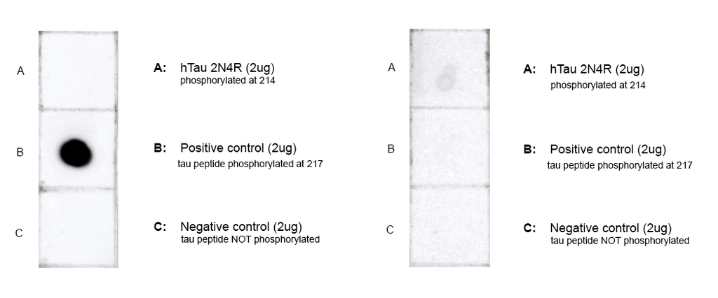 DB - Tau Antibody (pThr217) ASM10704