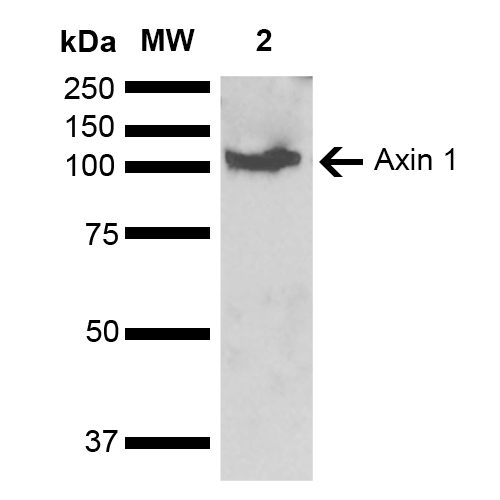  - Axin 1 Antibody ASM10570