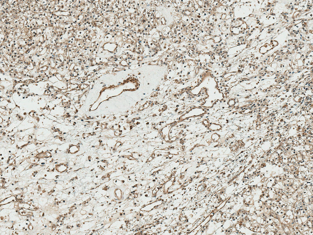  - TCF4 Antibody ASM10572