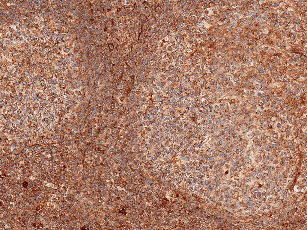  - TCF7 Antibody ASM10573