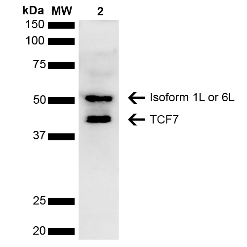  - TCF7 Antibody ASM10573