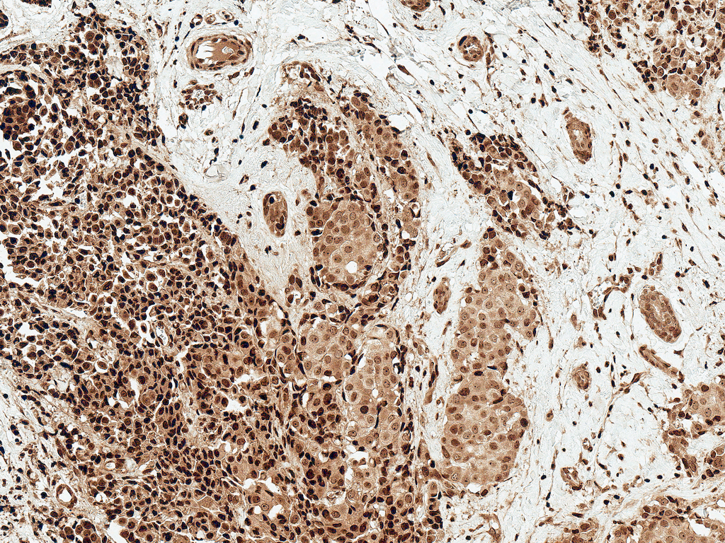  - c-Myc Antibody ASM10575