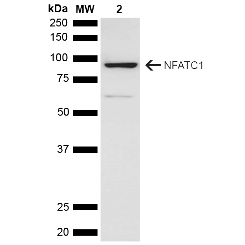  - NFATC1 antibody ASM10576