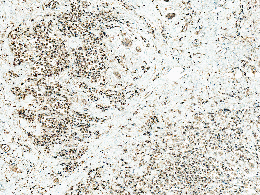  - c-Jun Antibody ASM10577
