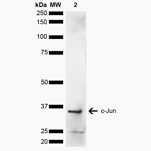  - c-Jun Antibody ASM10577