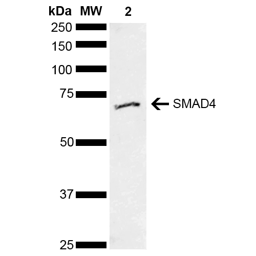  - SMAD4 Antibody ASM10579