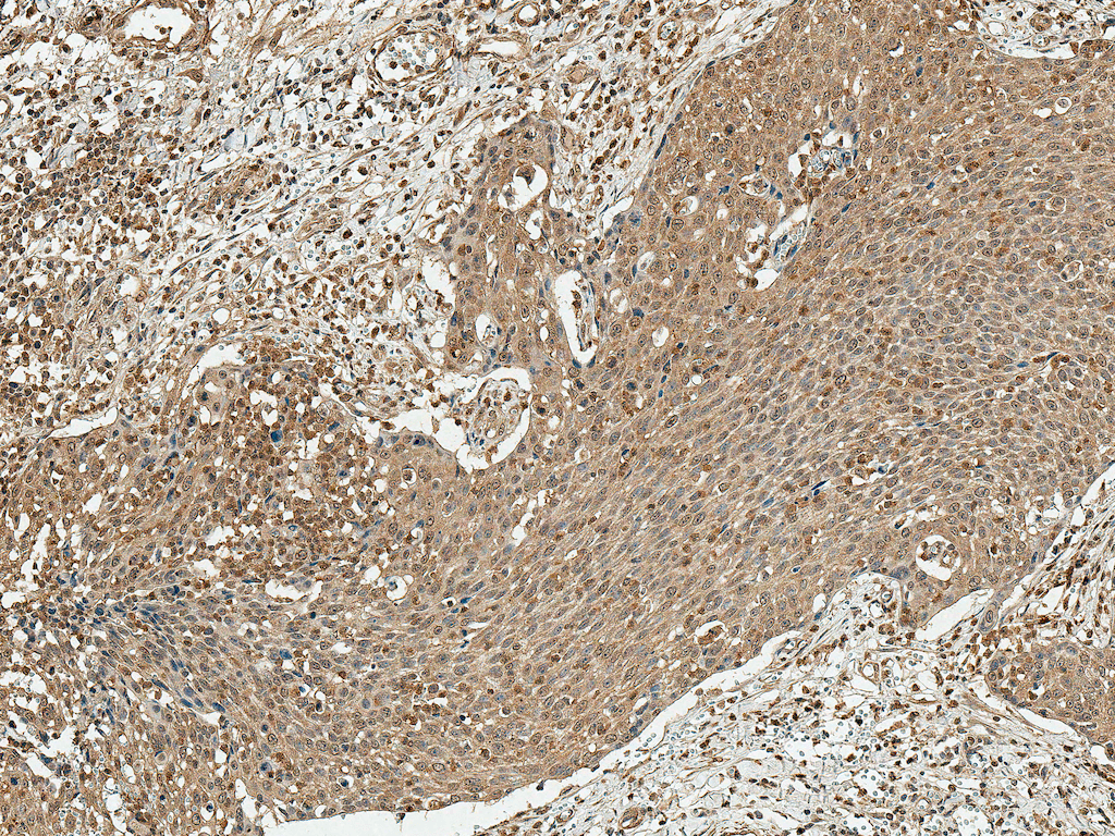  - Cyclin D1 antibody ASM10580