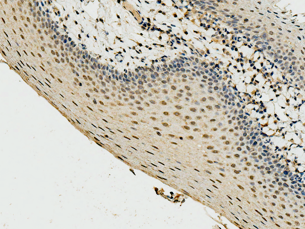  - Cyclin D3 antibody ASM10581