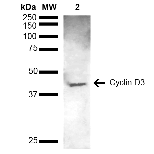  - Cyclin D3 antibody ASM10581