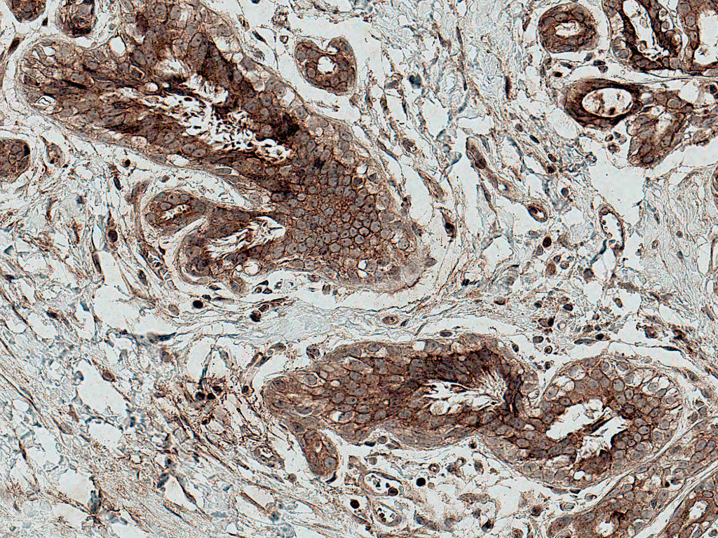  - MMP7 Antibody ASM10584