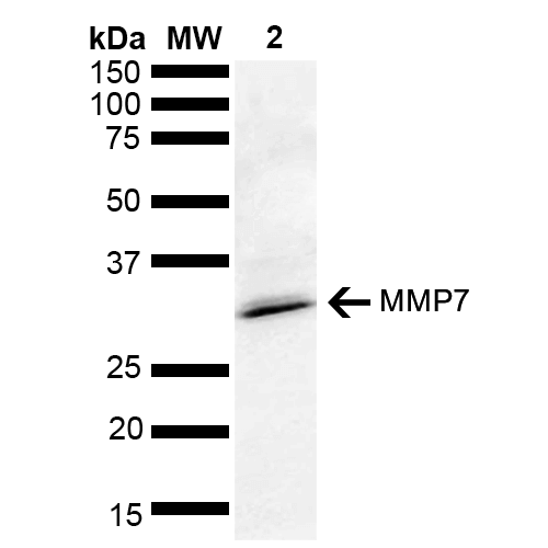  - MMP7 Antibody ASM10584