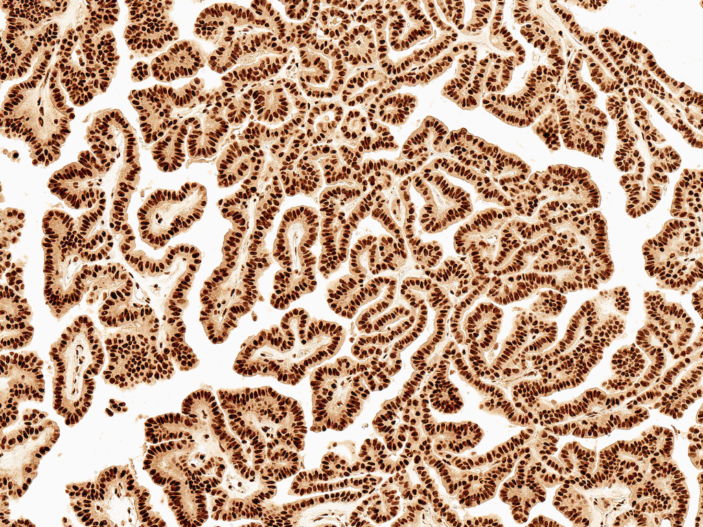  - Wnt5a Antibody ASM10586