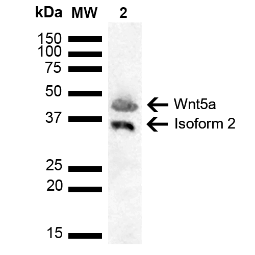  - Wnt5a Antibody ASM10586