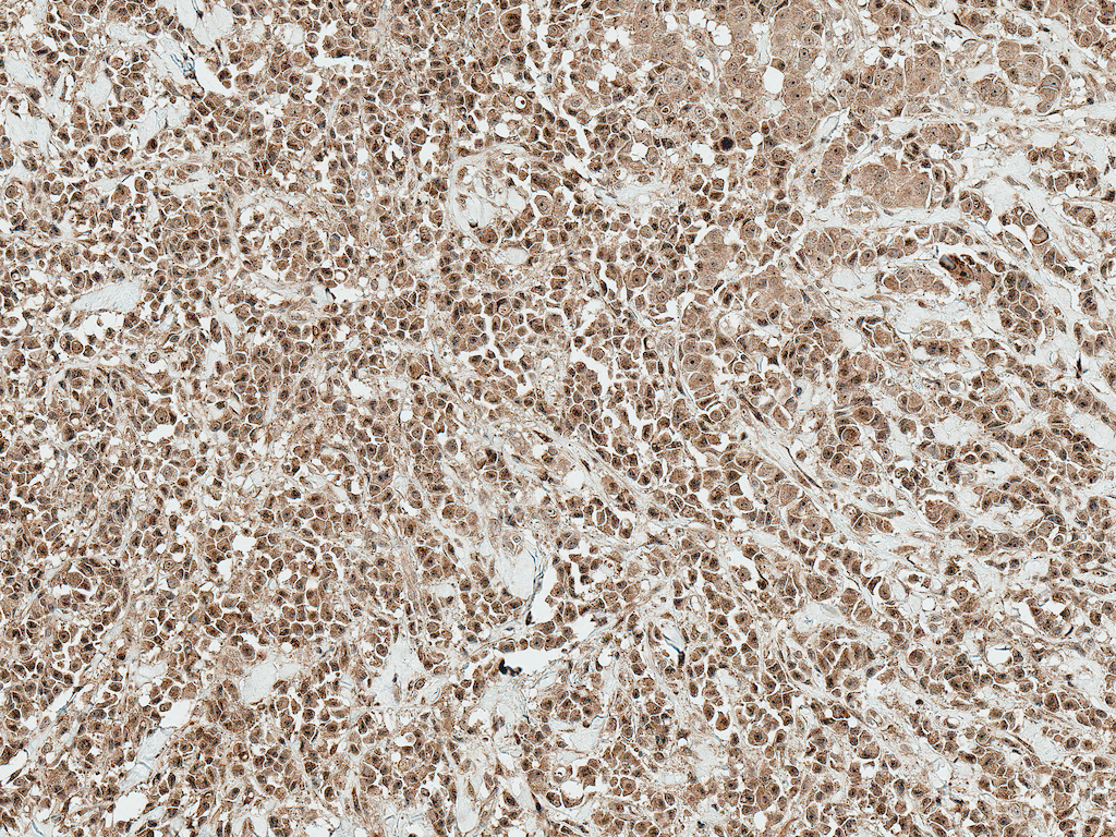  - RYK Antibody ASM10589