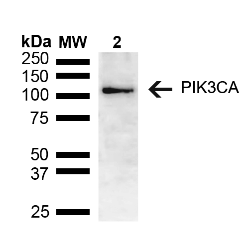  - PIK3CA Antibody ASM10590