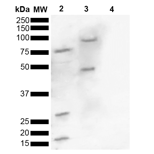  - Alpha Synuclein Antibody (pSer129) ASM10591