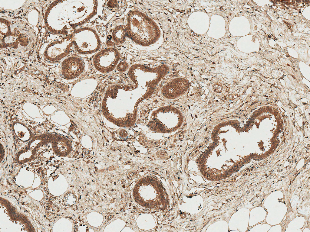  - Axin-1 Antibody ASM10597