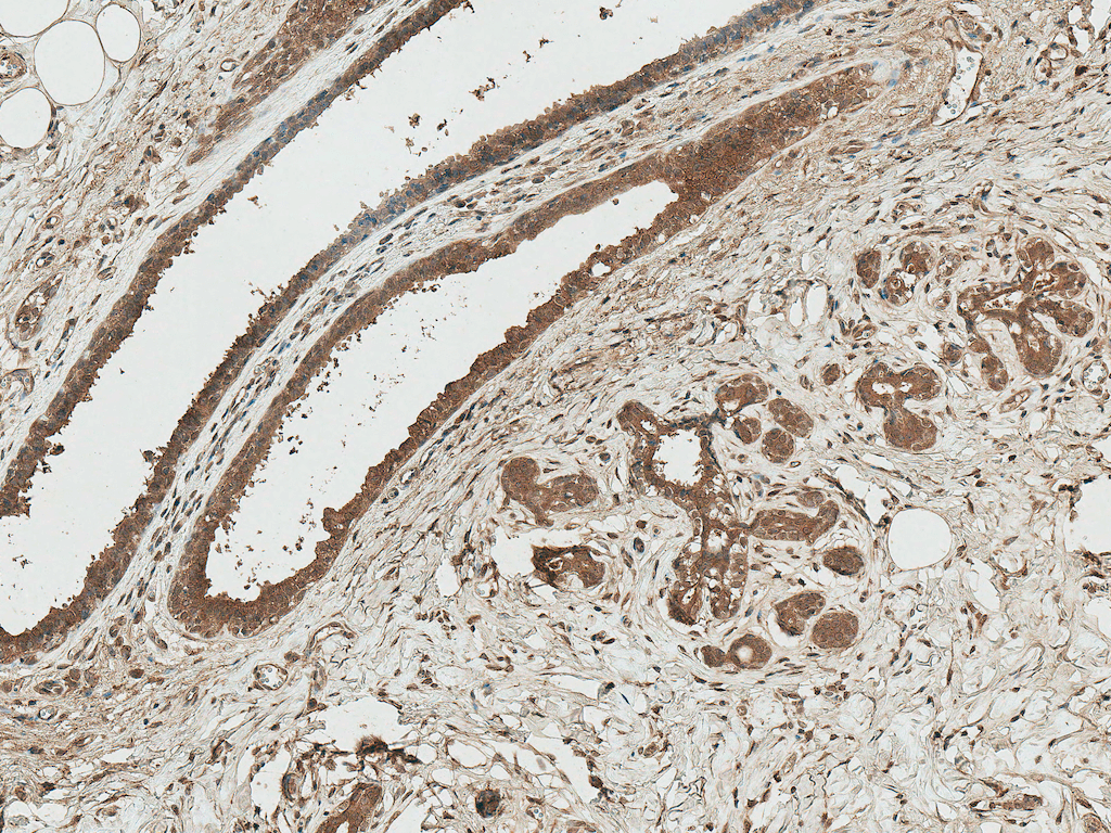  - Axin-1 Antibody ASM10597