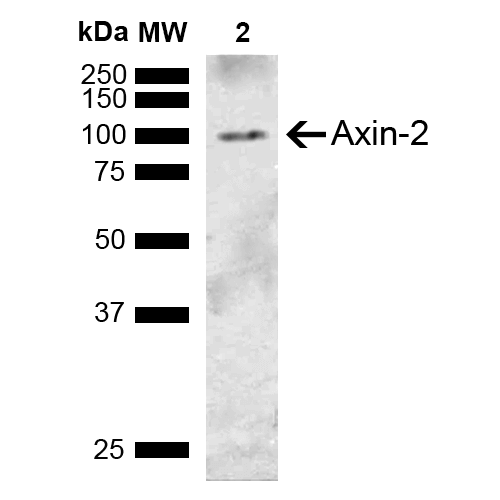  - Axin-2 Antibody ASM10599