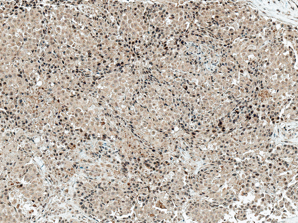  - CBP Antibody ASM10600