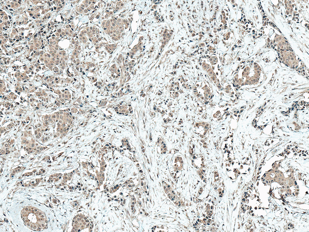  - CBP Antibody ASM10600