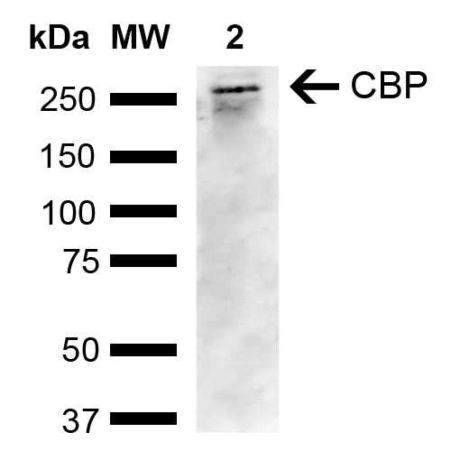  - CBP Antibody ASM10600