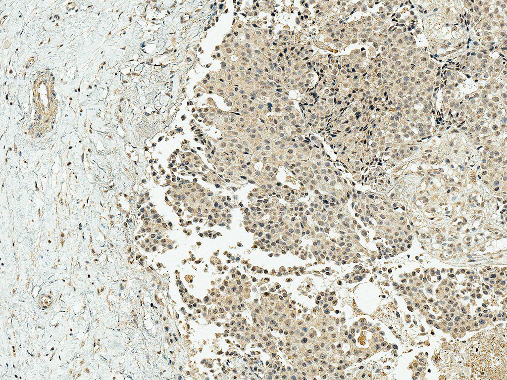  - CBP Antibody ASM10601