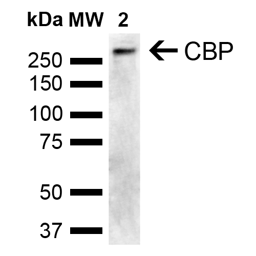  - CBP Antibody ASM10601