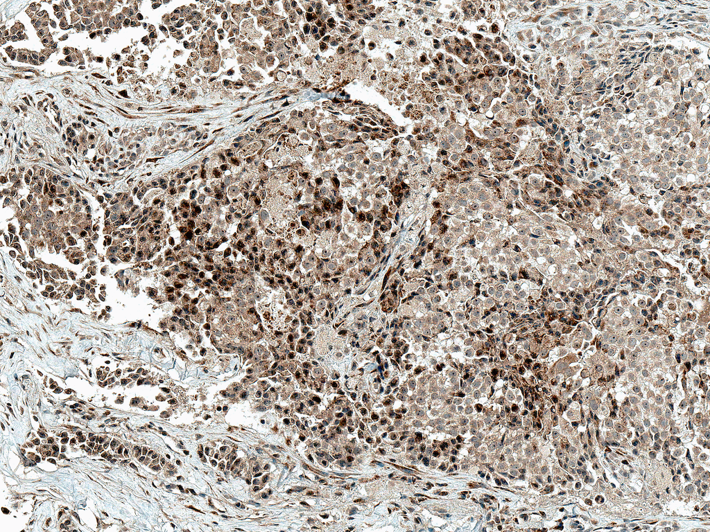  - c-Jun Antibody ASM10602