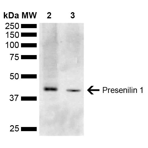  - Presenilin 1 Antibody ASM10604