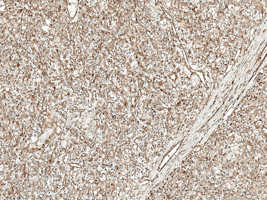  - Wnt4 Antibody ASM10609