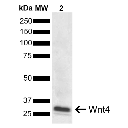  - Wnt4 Antibody ASM10609