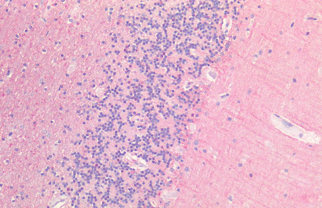  - Frizzled 7 Antibody ASM10610