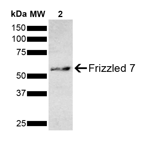  - Frizzled 7 Antibody ASM10610