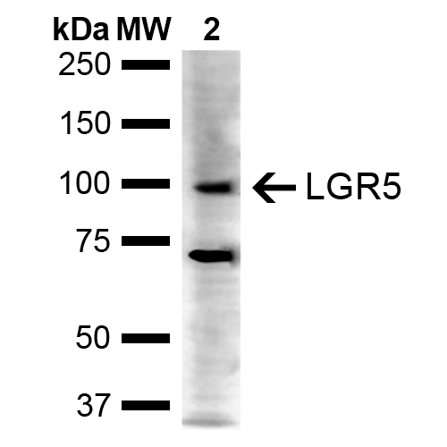 WB - LGR5 Antibody ASM10613