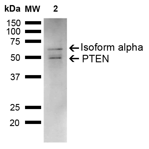  - PTEN Antibody ASM10615