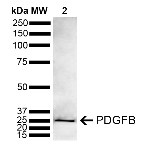  - PDGFB Antibody ASM10619