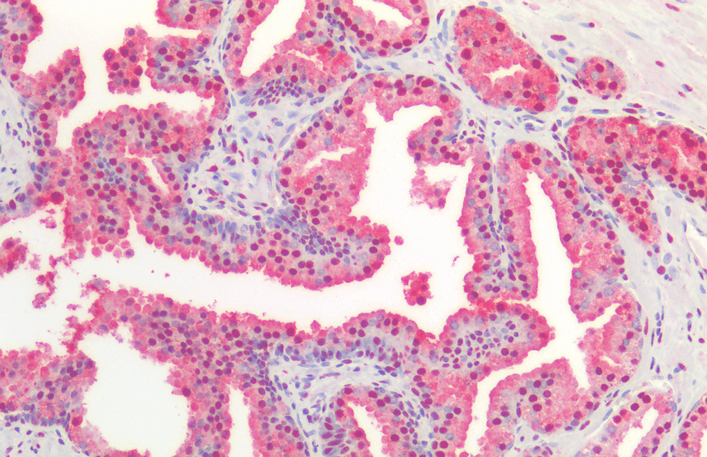  - BAD Antibody ASM10622