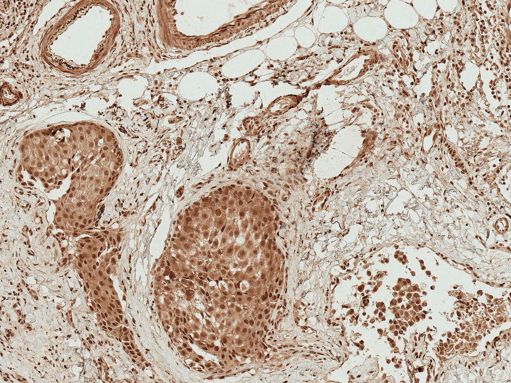  - BAD Antibody ASM10623