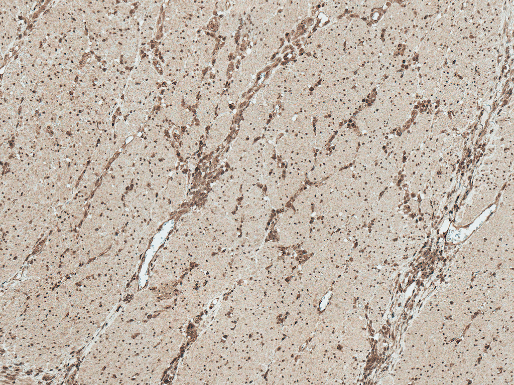  - MEK1 Antibody ASM10628