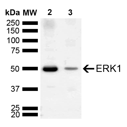  - ERK1 Antibody ASM10629