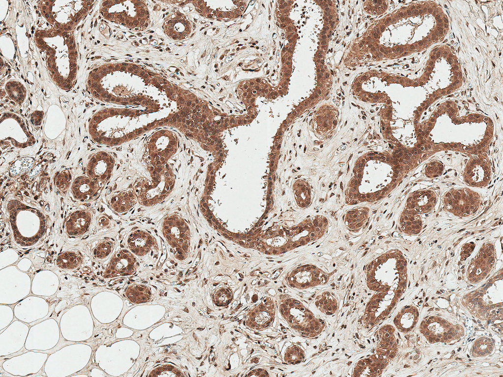  - WNT3 Antibody ASM10632