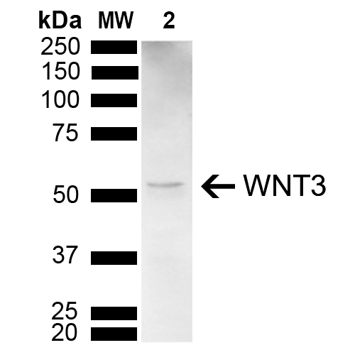  - WNT3 Antibody ASM10632