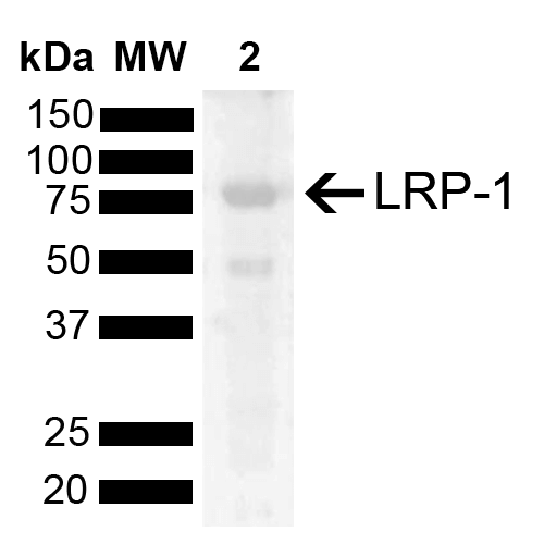  - LRP1 Antibody ASM10633