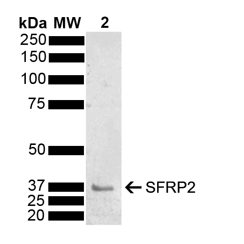  - SFRP2 Antibody ASM10635