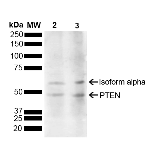  - PTEN Antibody ASM10637