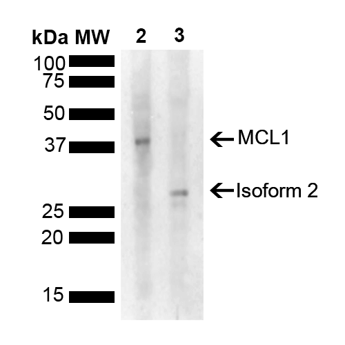  - MCL 1 Antibody ASM10640