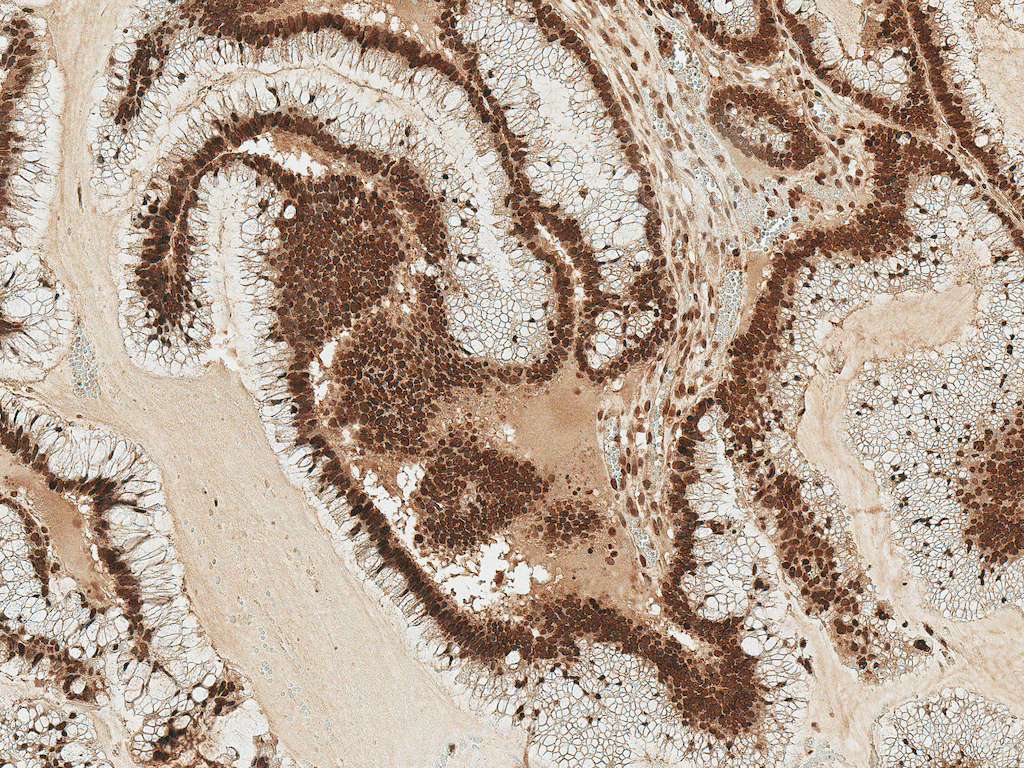  - STK4 Antibody ASM10643